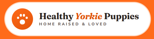 Healthy Yorkie Puppies