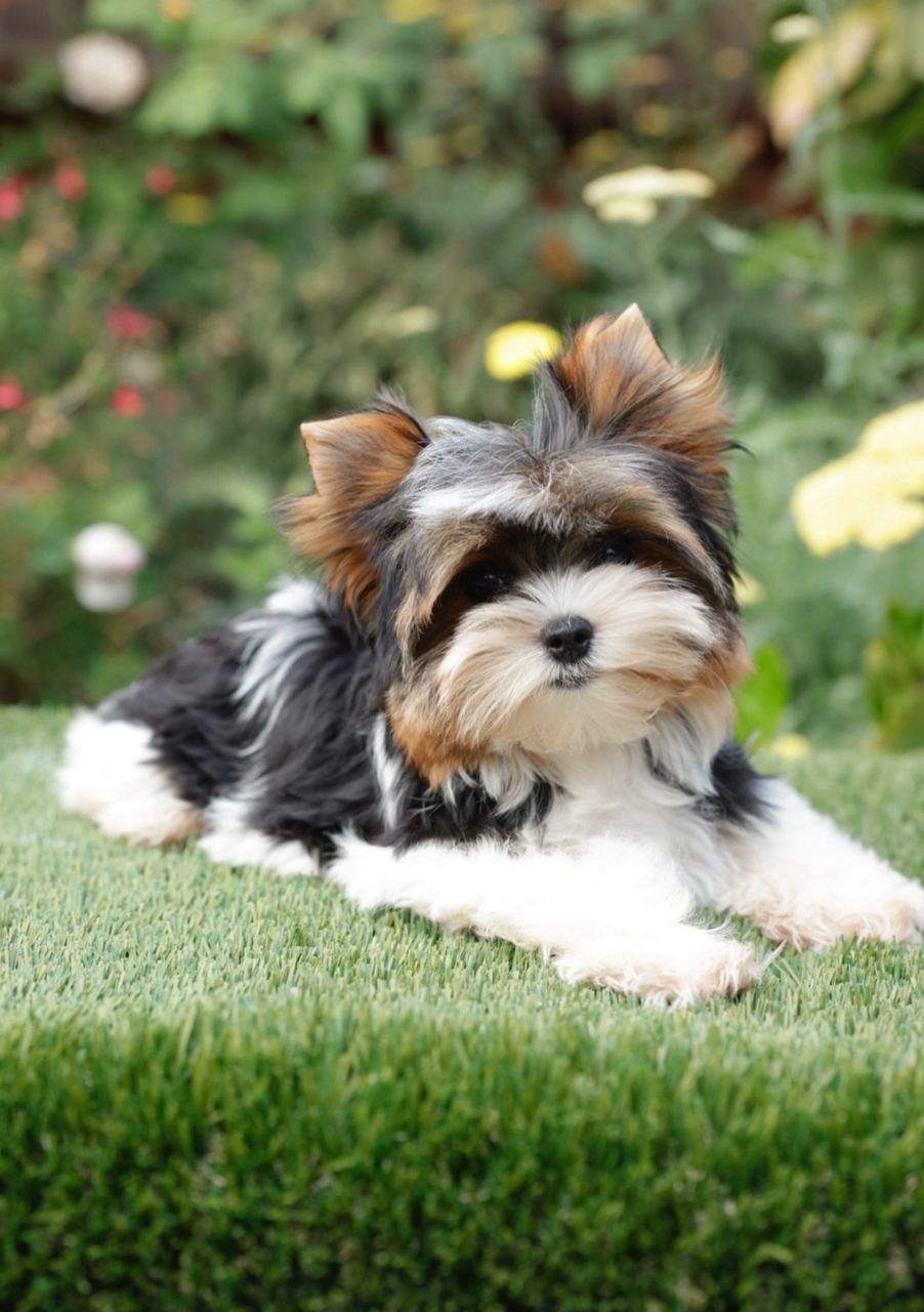Sophie the Yorkshire Terrier puppy