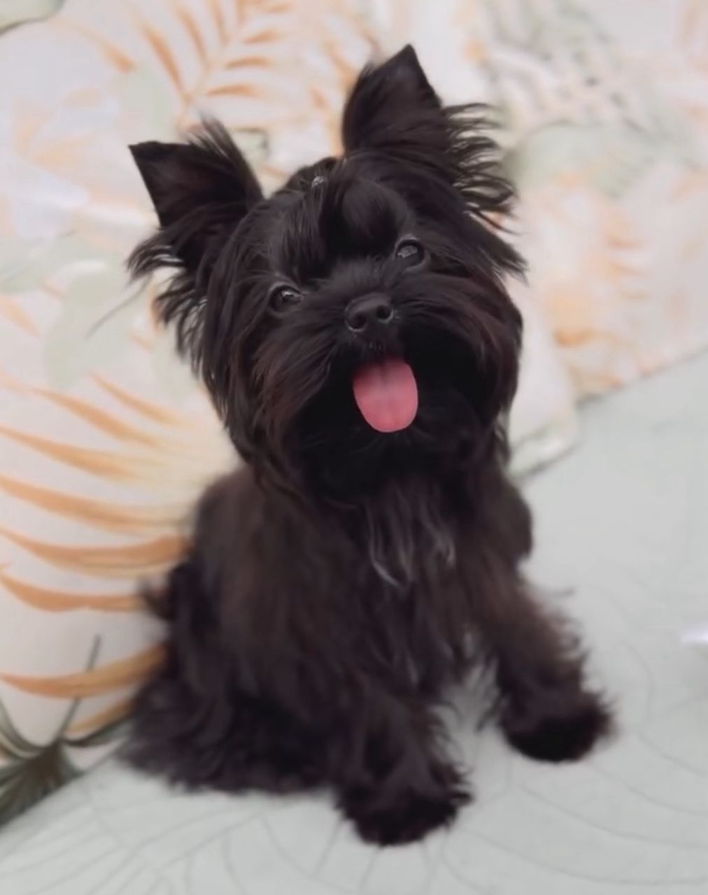 Milo the Yorkshire Terrier puppy