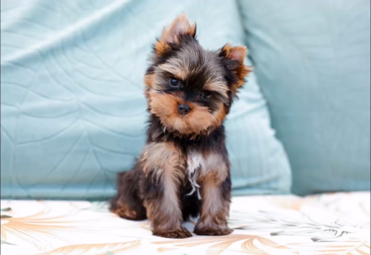 Ethan the Yorkshire Terrier puppy