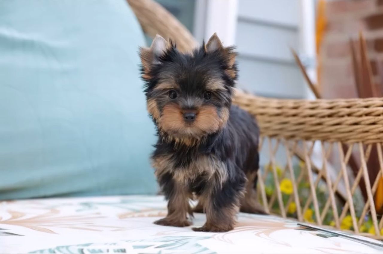 London the Yorkshire Terrier puppy