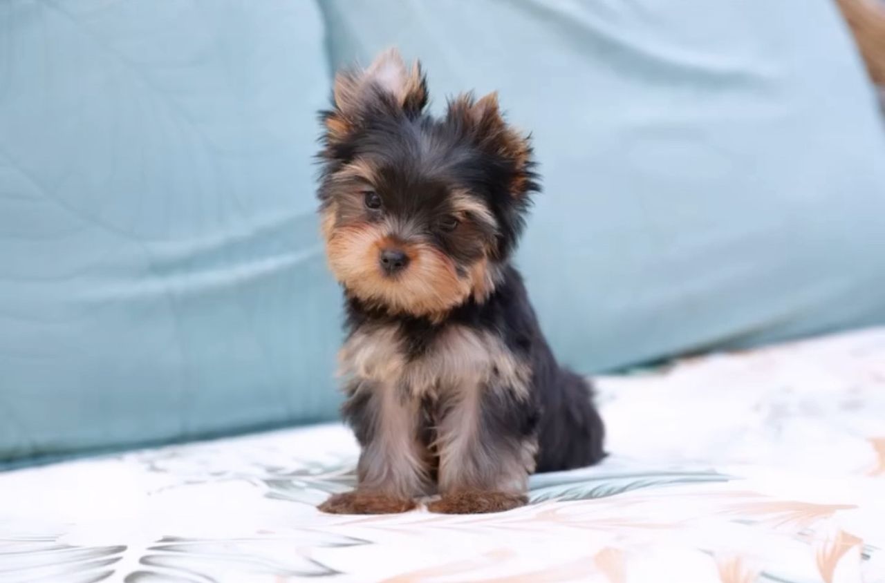 Paris the Yorkshire Terrier puppy