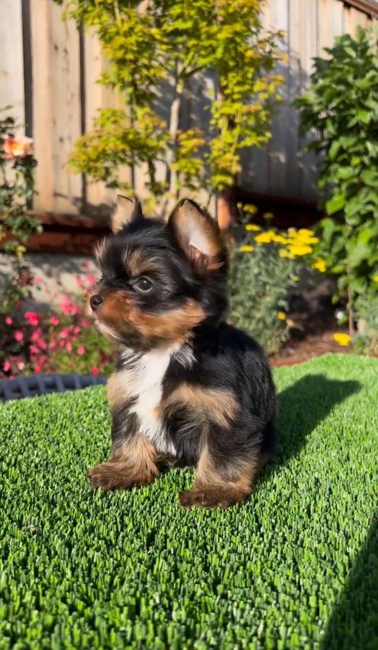 Coco the Yorkshire Terrier puppy
