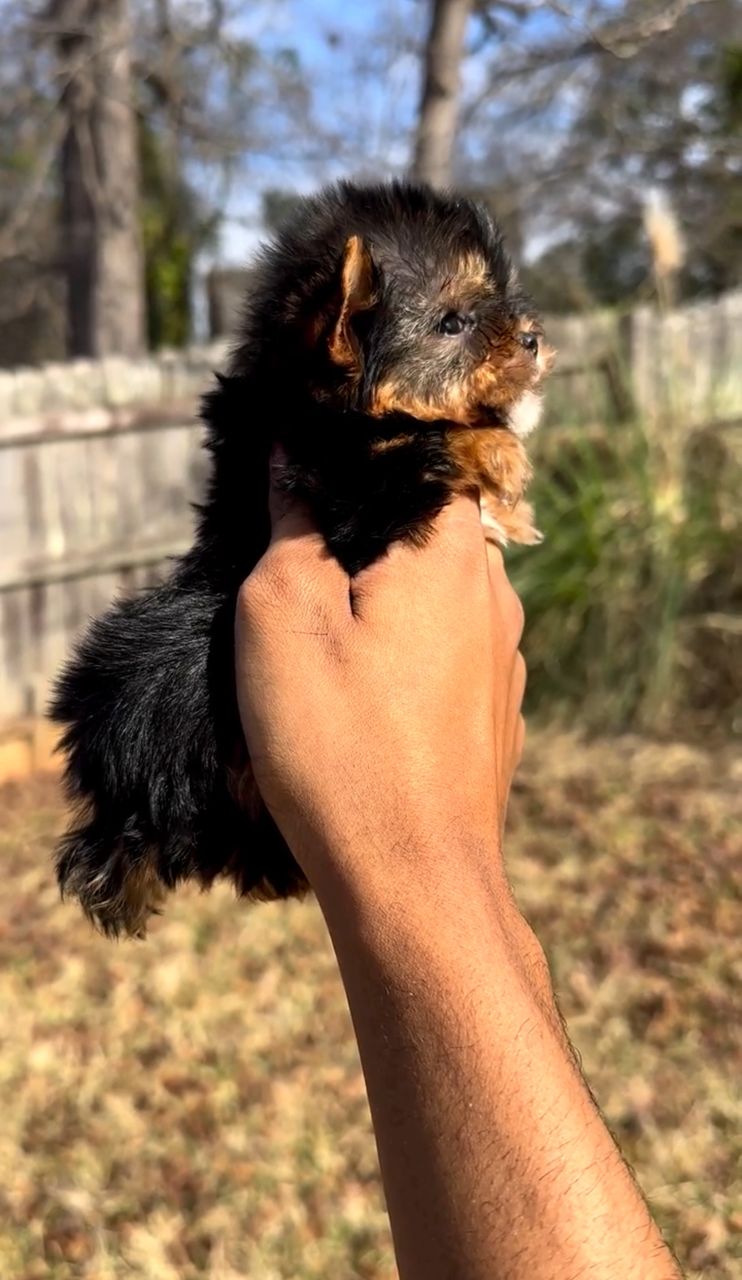 Bella photo 2
