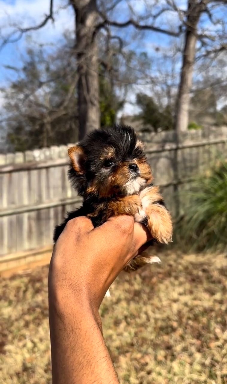 Bella photo 3