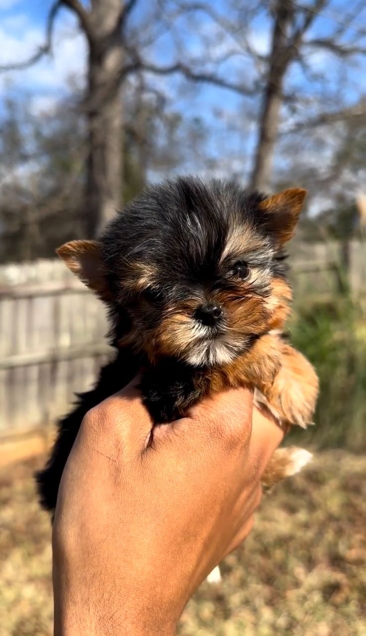 Bella photo 4