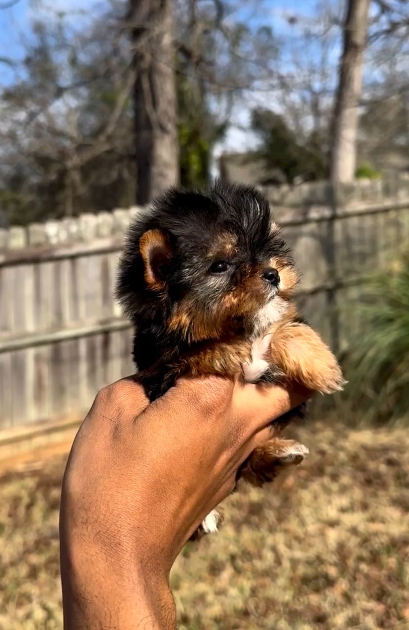 Bella the Yorkshire Terrier puppy
