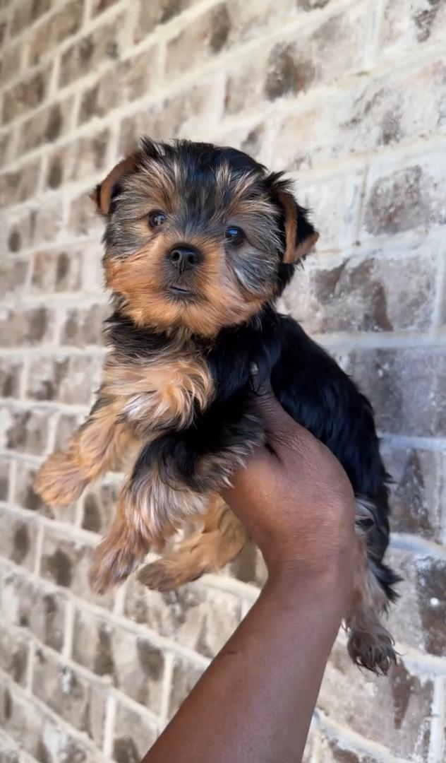 Max the Yorkshire Terrier puppy